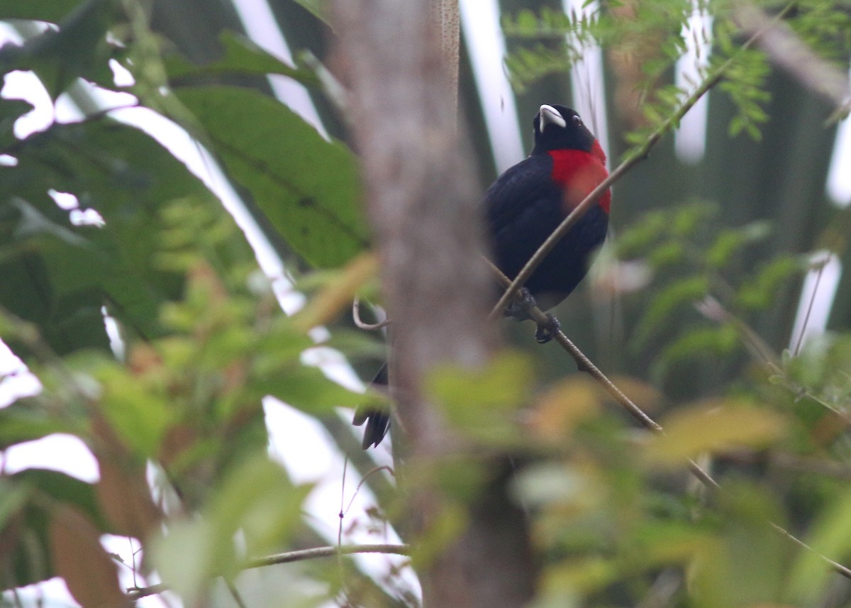 Crimson-collared Tanager - Jared Clarke