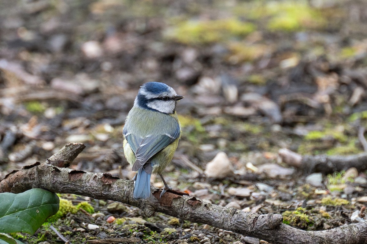 Eurasian Blue Tit - ML618020950