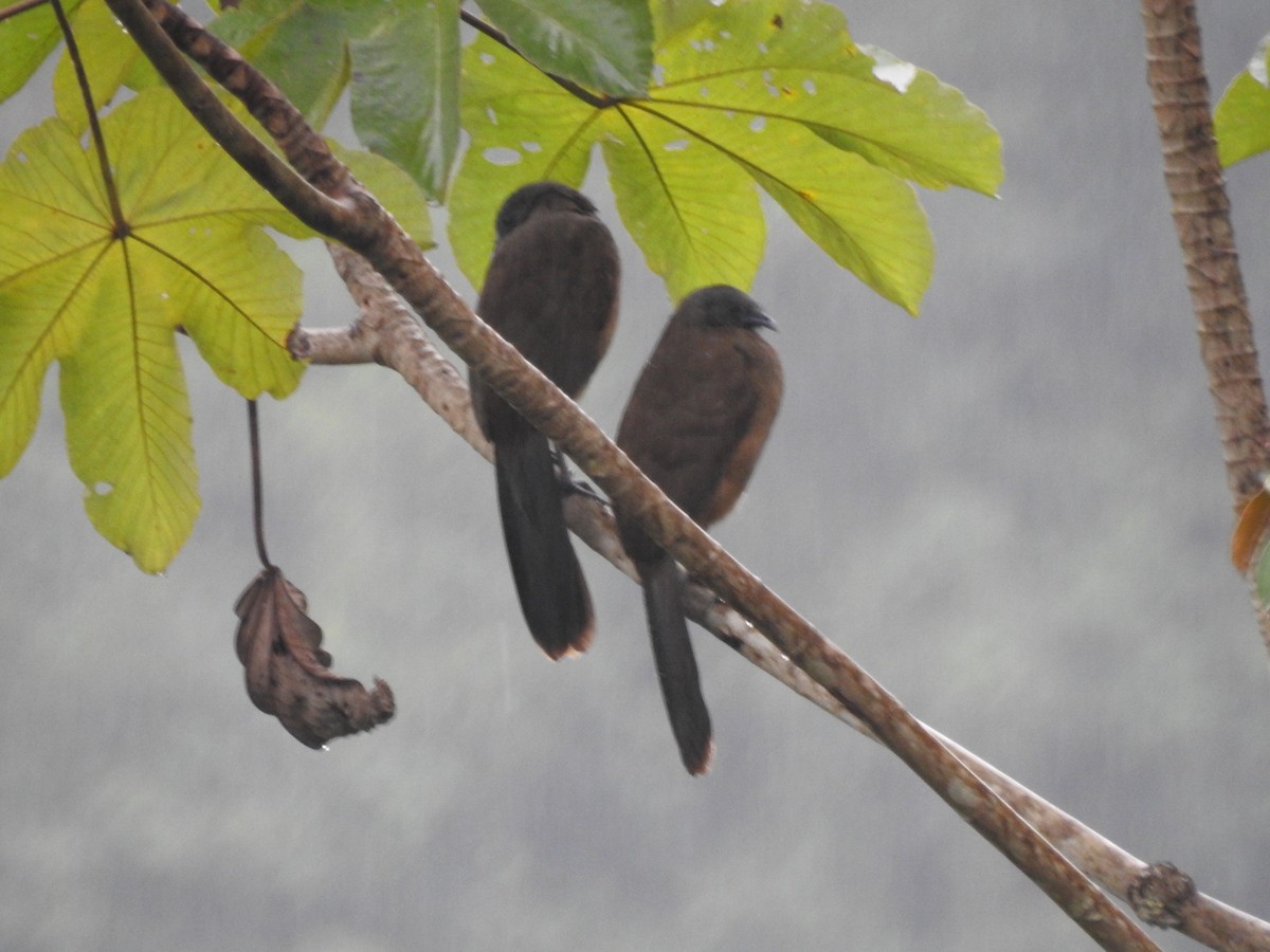 Plain Chachalaca - ML618020952