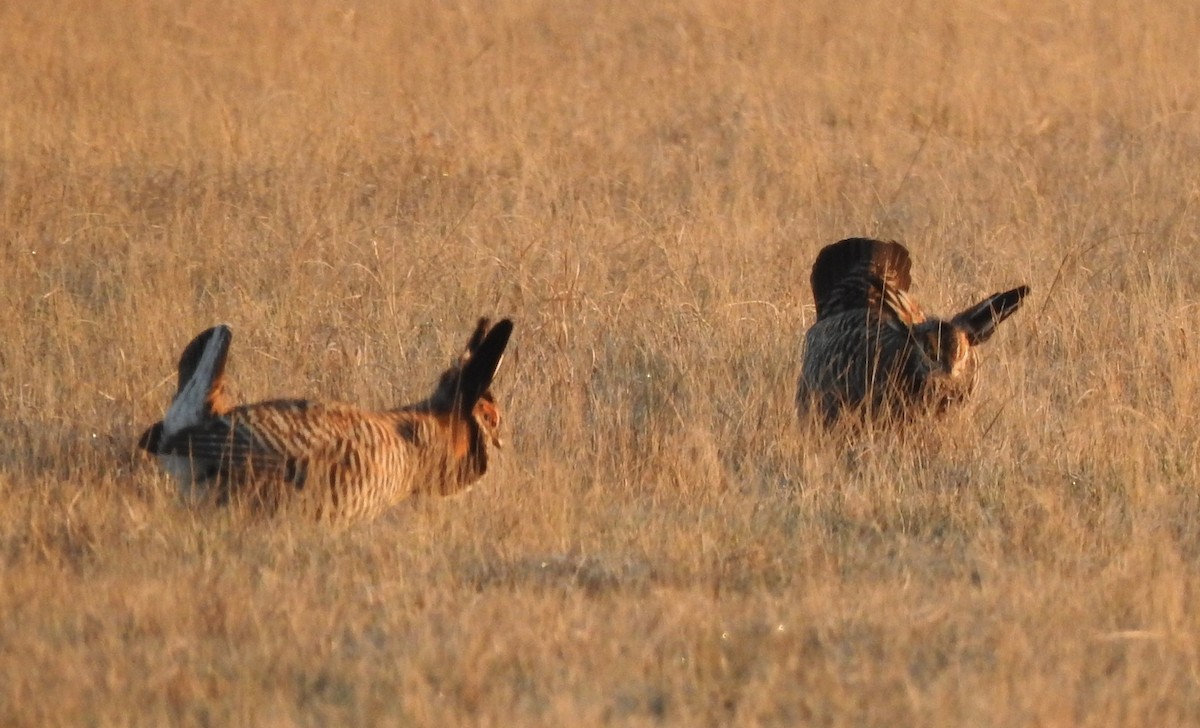 Greater Prairie-Chicken - ML618020959