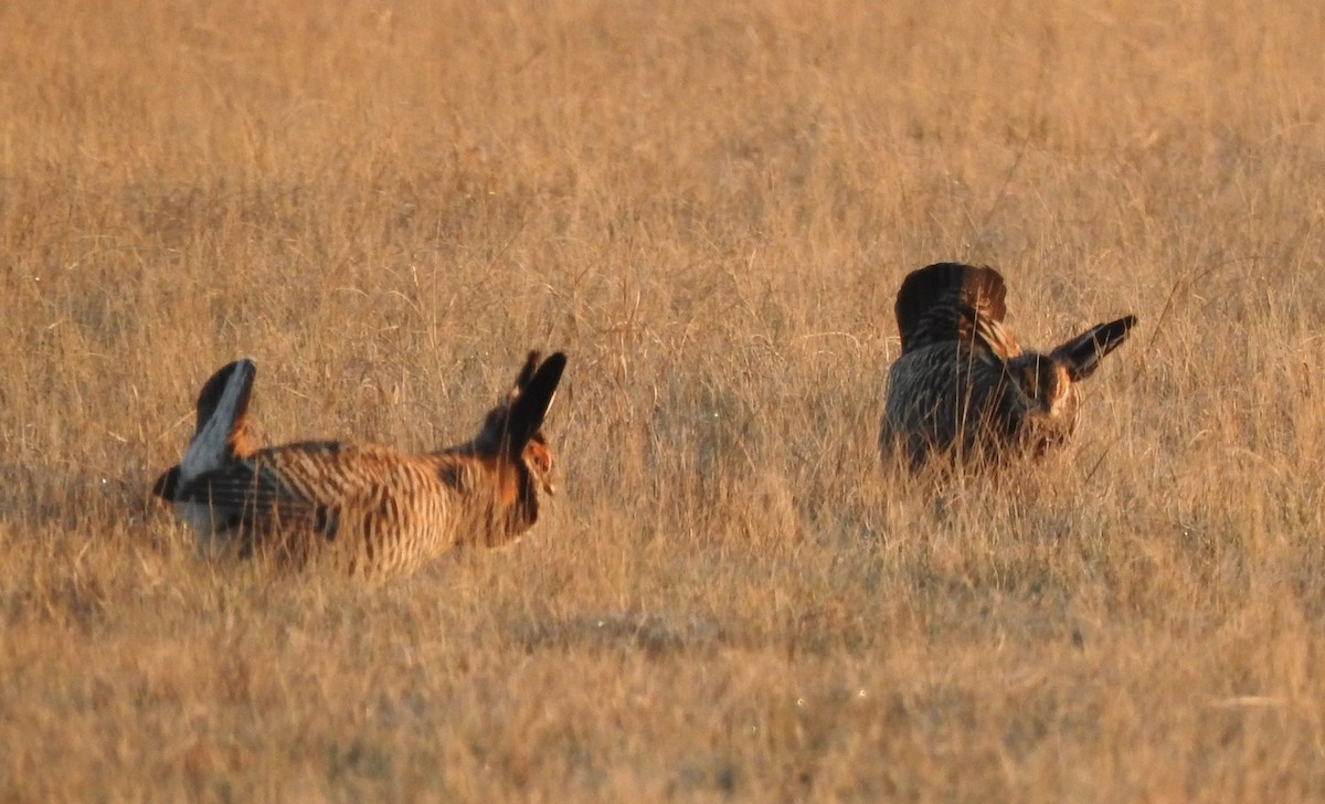 Greater Prairie-Chicken - Kris Eichers