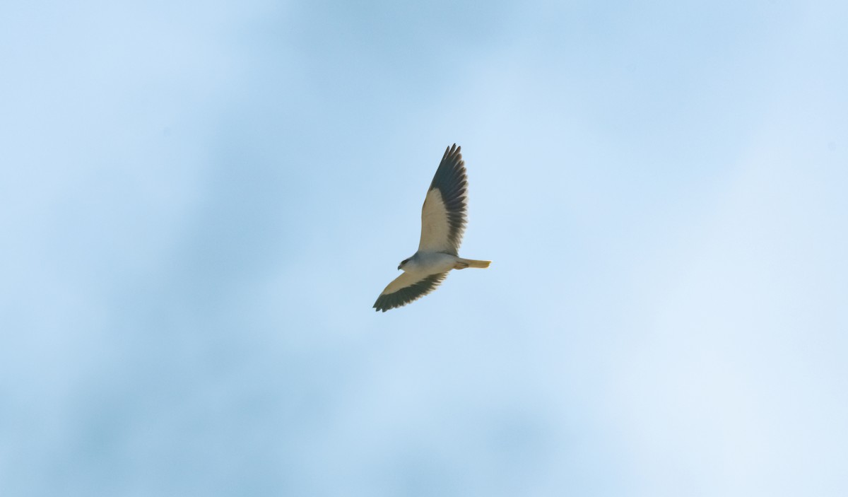Black-winged Kite - Arun Raghuraman