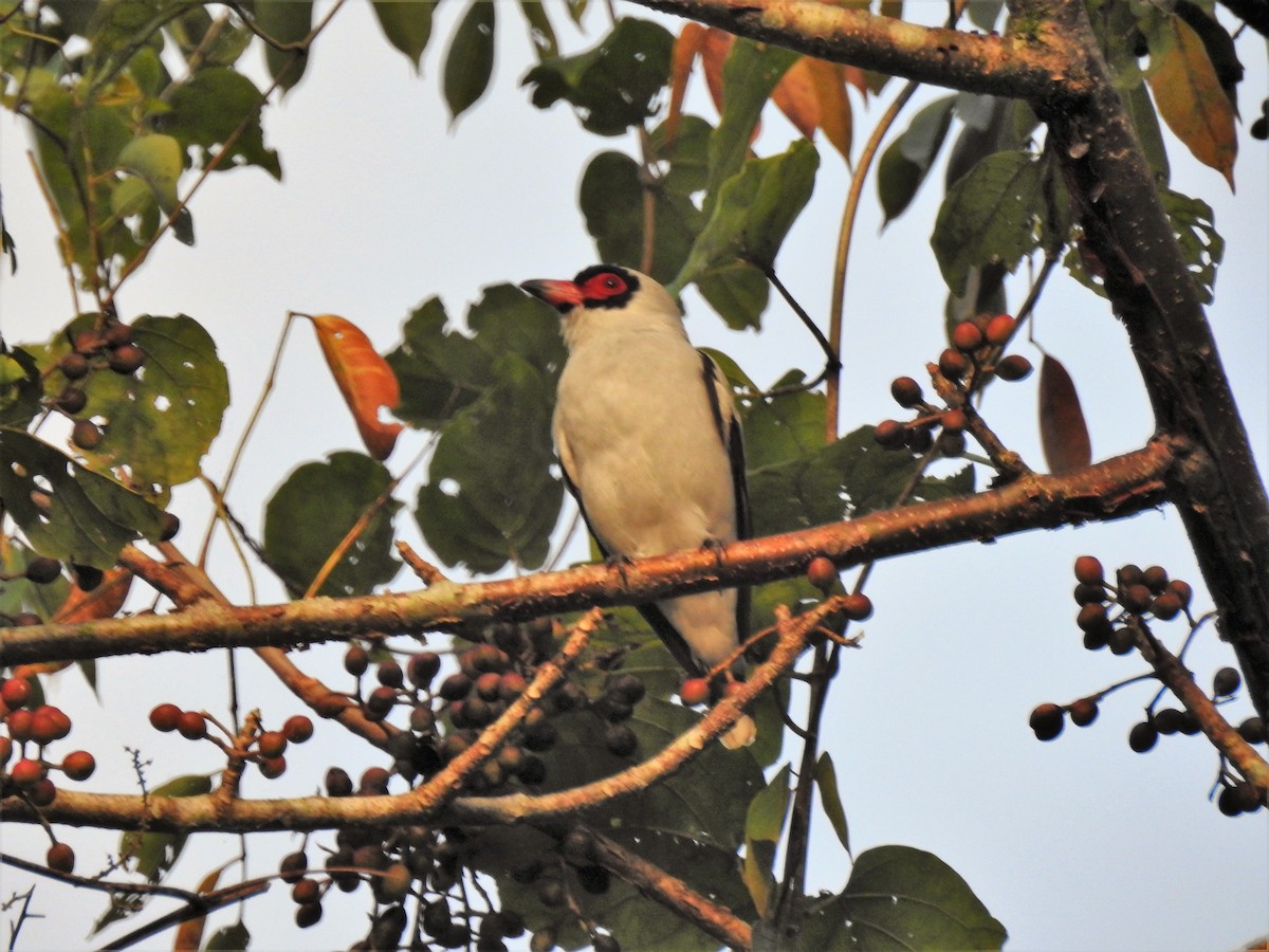 Masked Tityra - ML618020980