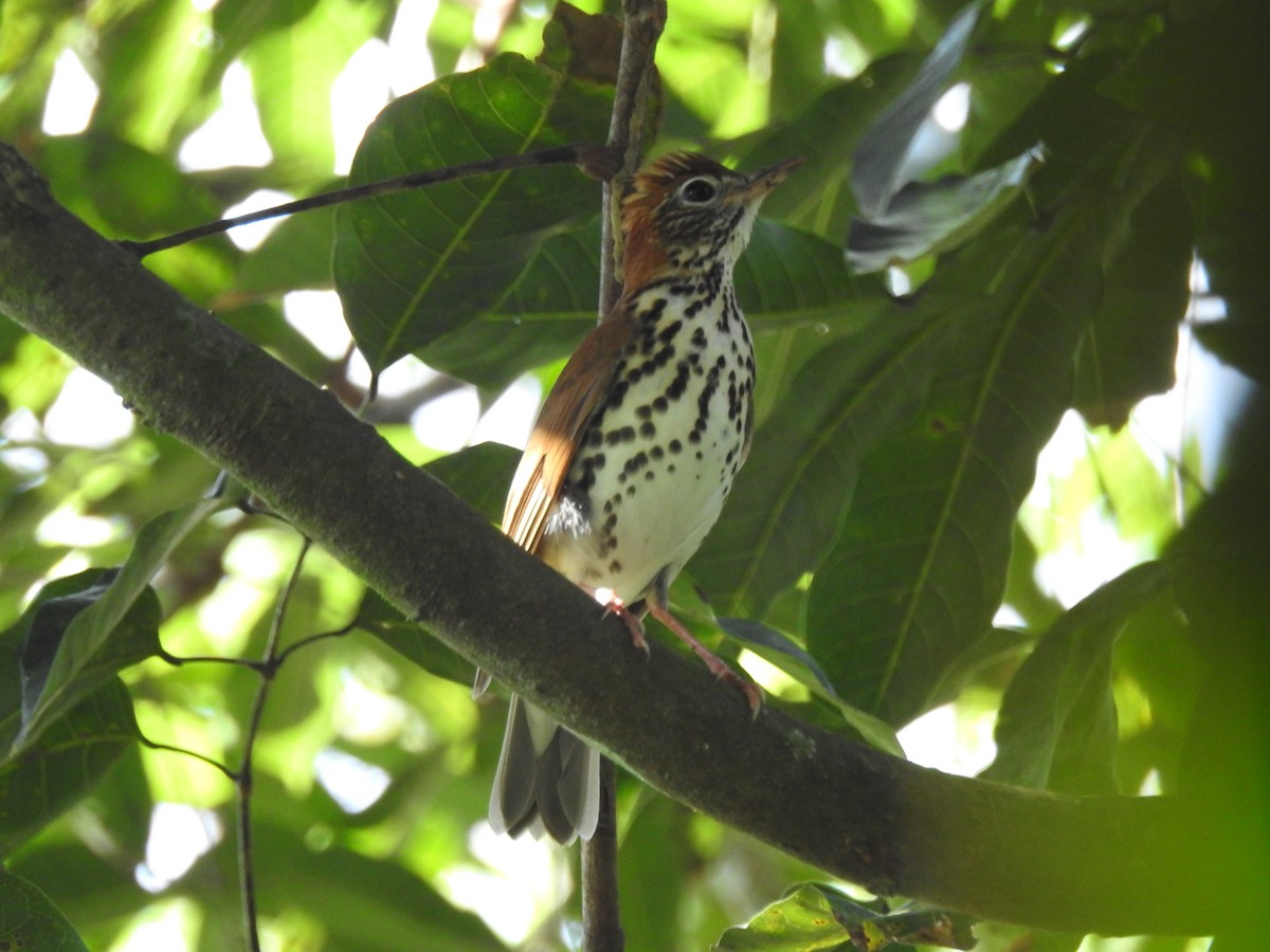 Wood Thrush - ML618020987