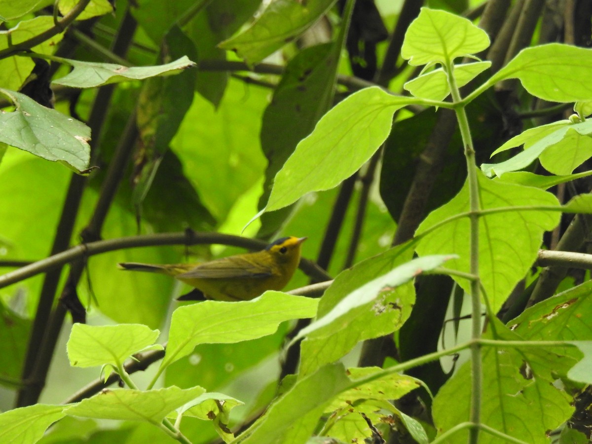 Wilson's Warbler - ML618021017