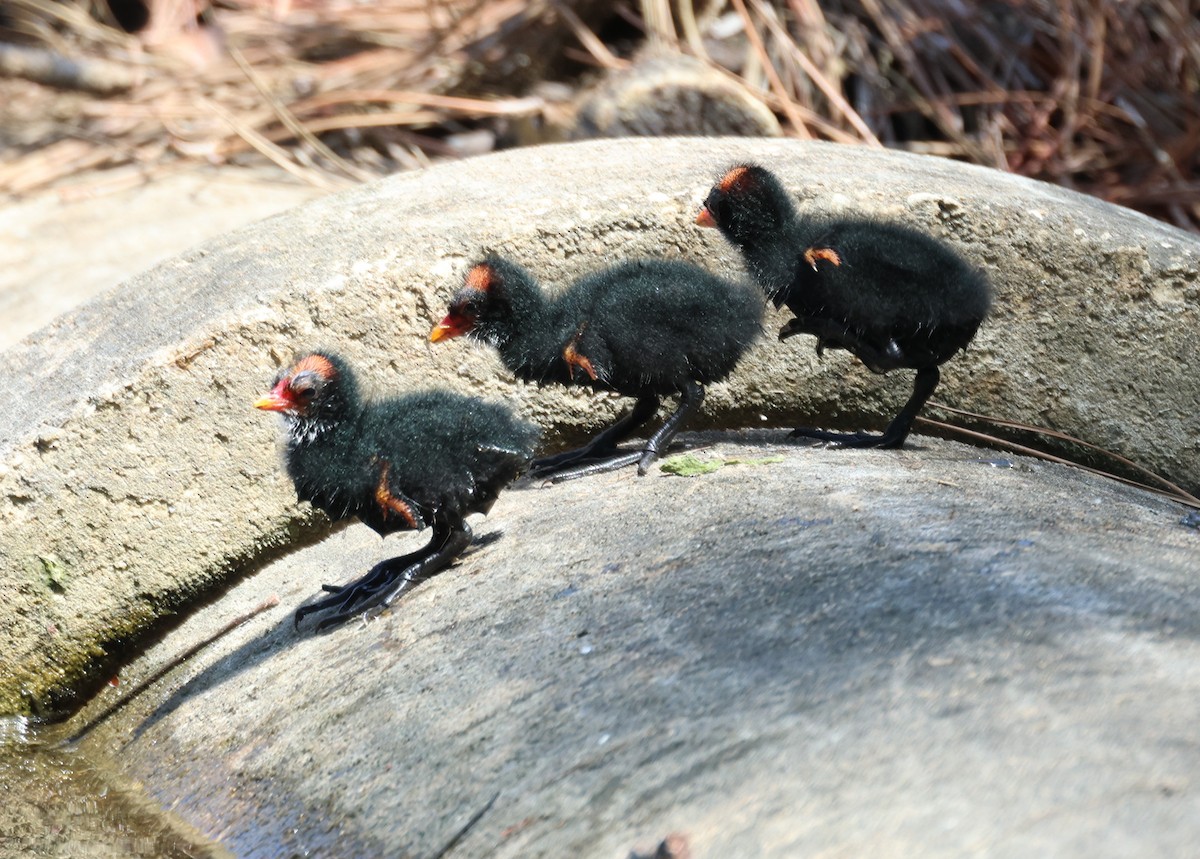 Common Gallinule - ML618021019