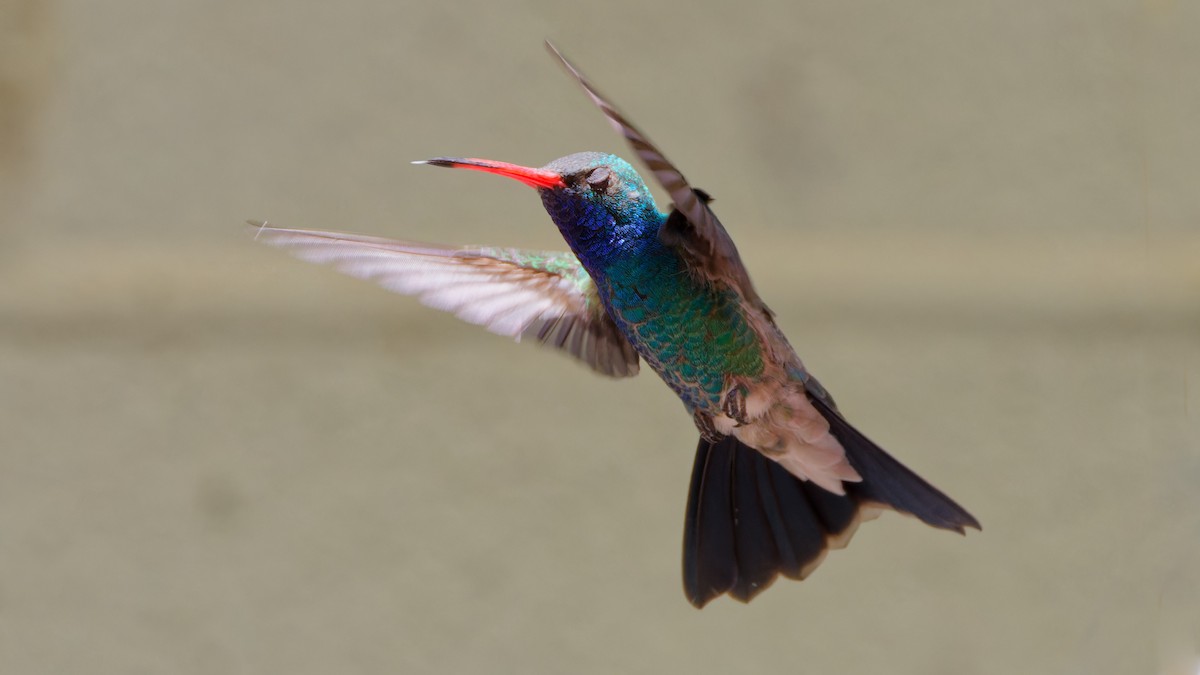 Broad-billed Hummingbird - Bob Scheidt