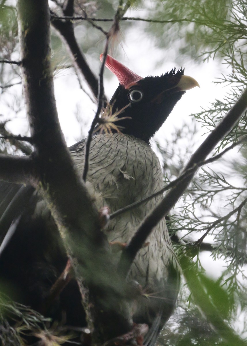 Horned Guan - ML618021026