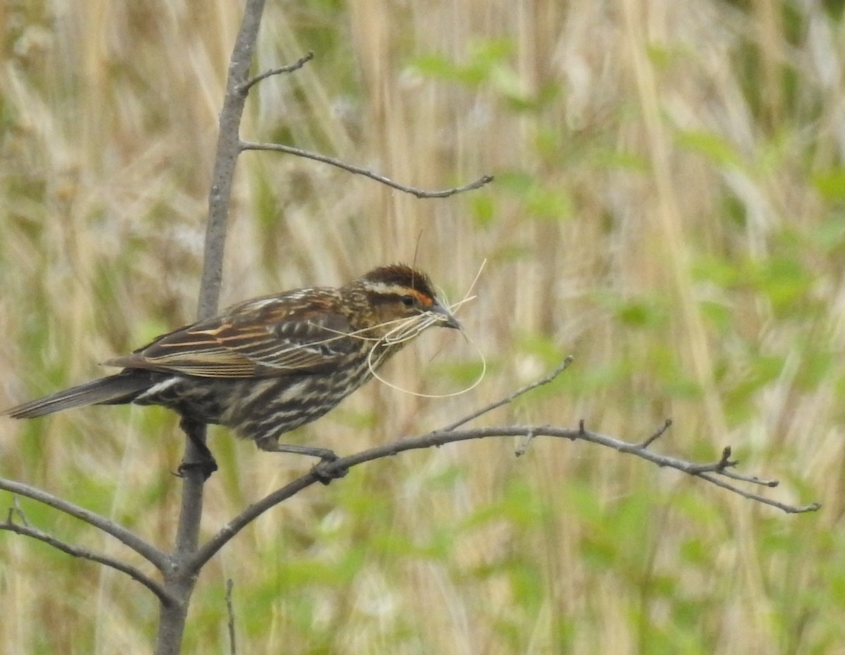 Red-winged Blackbird - Bruce Hill