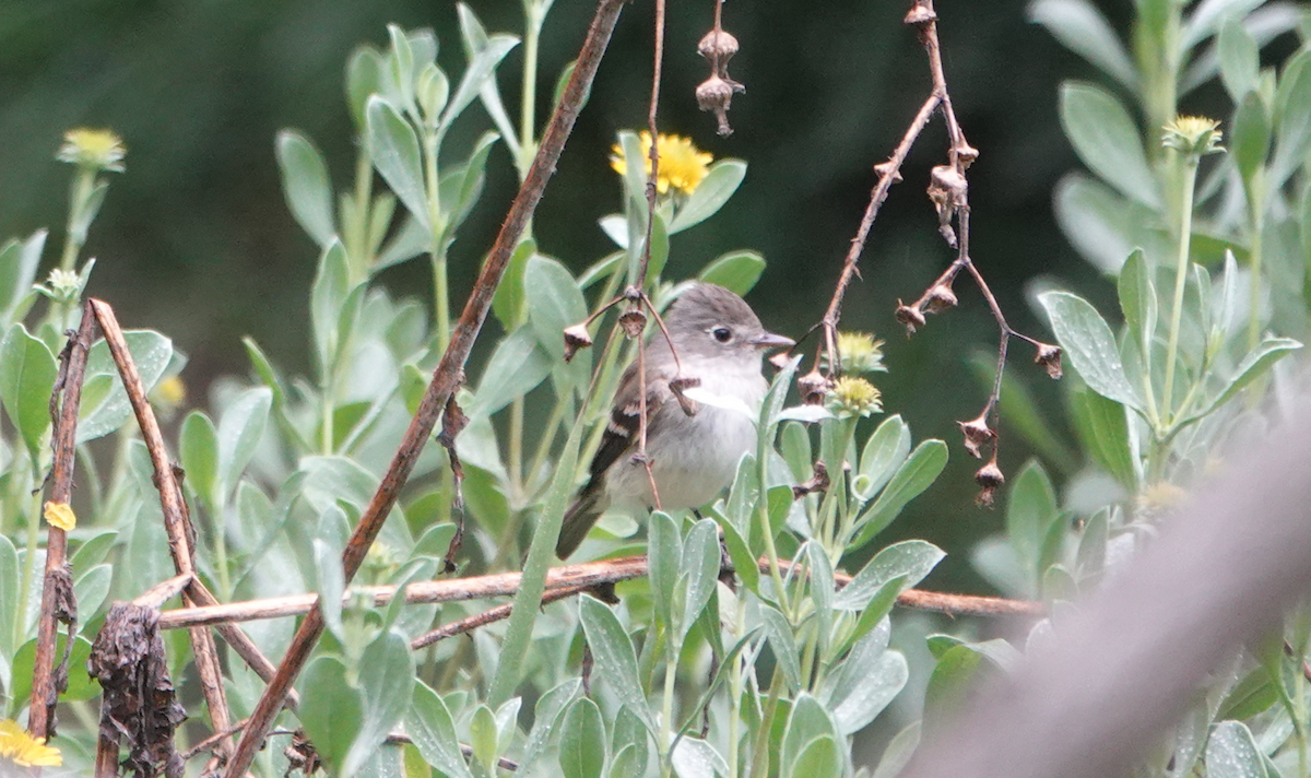 Least Flycatcher - ML618021032