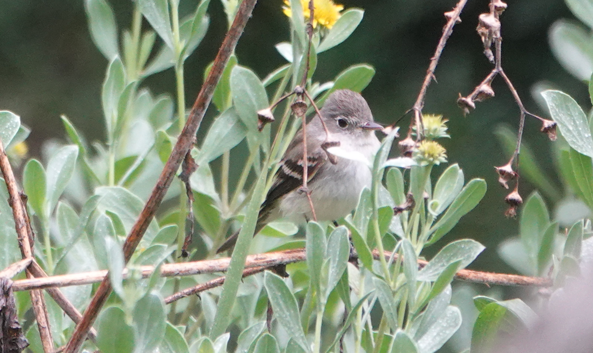 Least Flycatcher - ML618021036