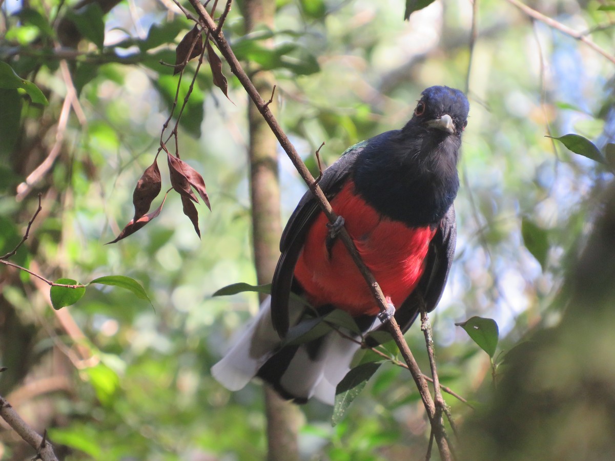 Surucua Trogon - Eduardo  Medina