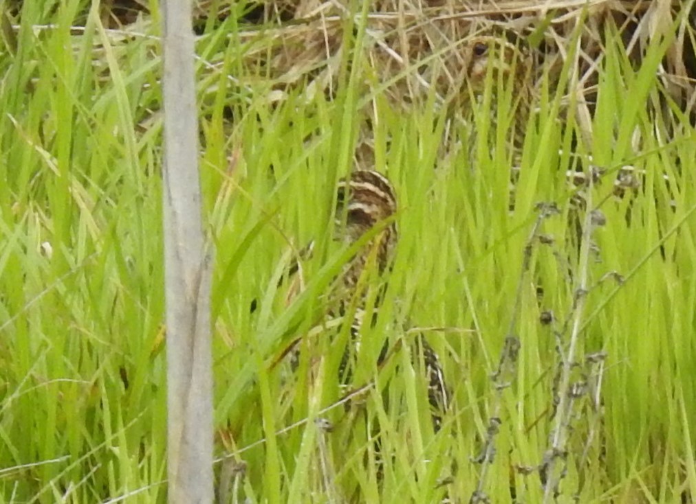 Wilson's Snipe - Bruce Hill