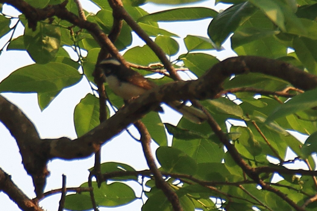 White-browed Fantail - Anshuman Sarkar