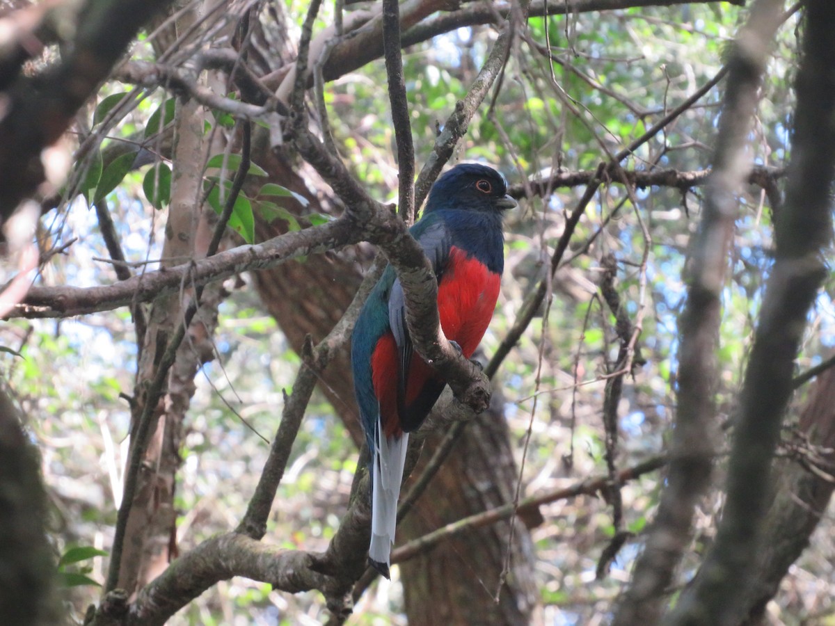 Surucua Trogon - ML618021063