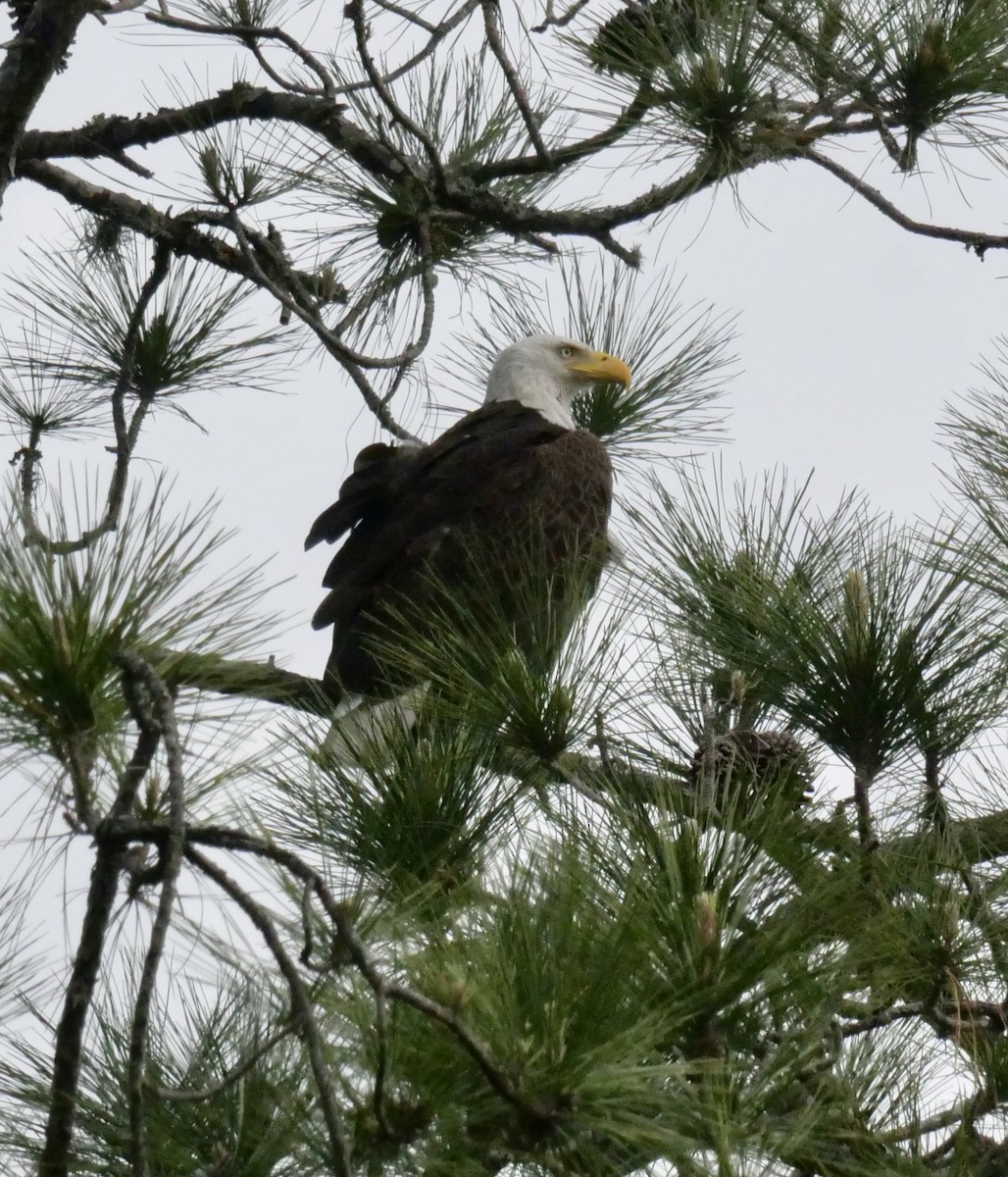 Weißkopf-Seeadler - ML618021093