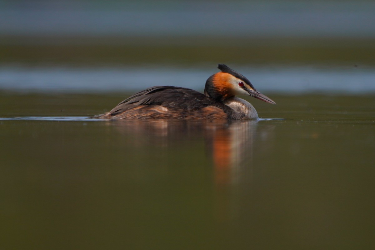 Great Crested Grebe - Paweł Maciszkiewicz