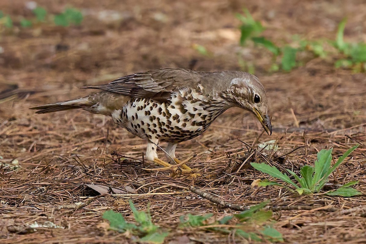 Mistle Thrush - Beata Milhano