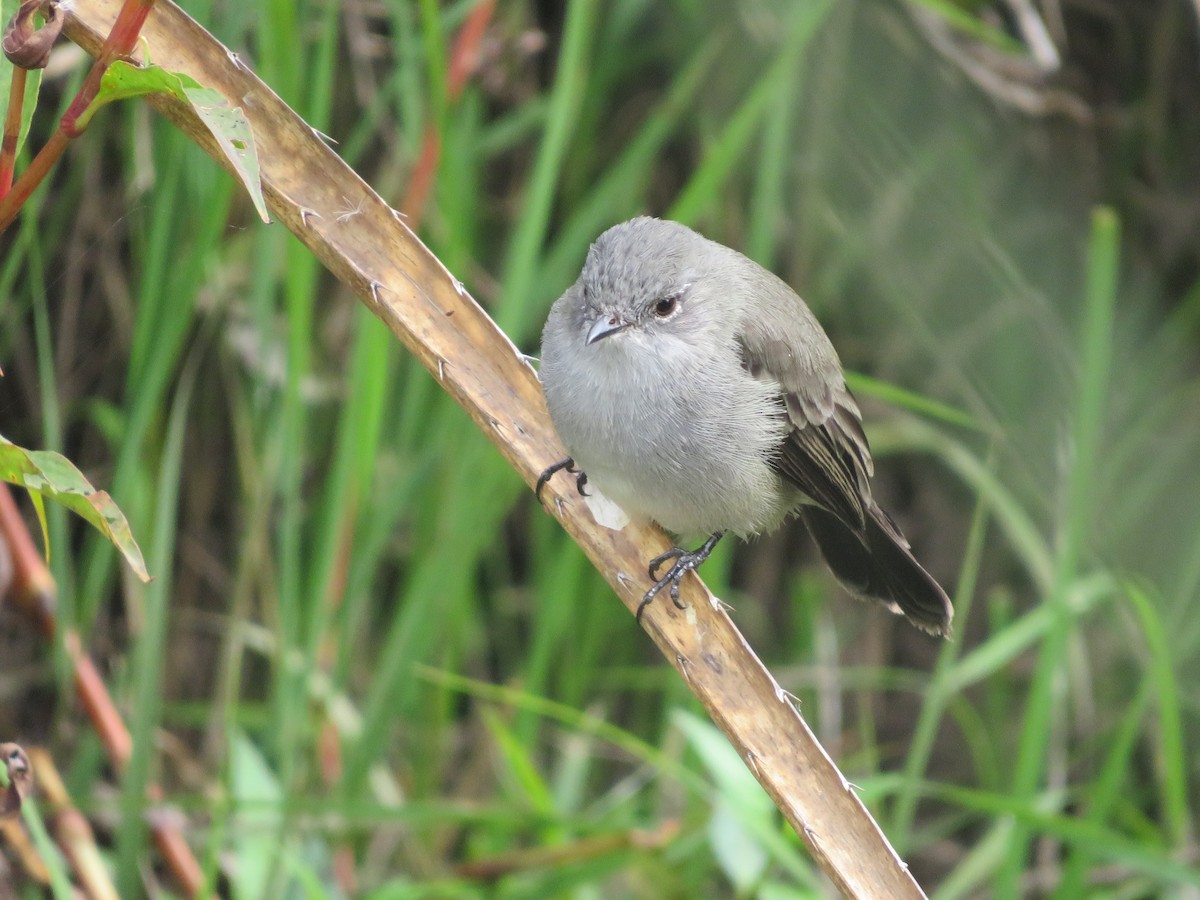 Sooty Tyrannulet - ML618021179