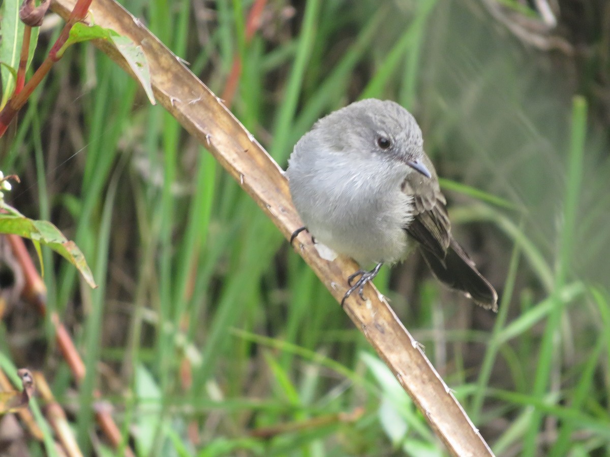 Sooty Tyrannulet - ML618021190