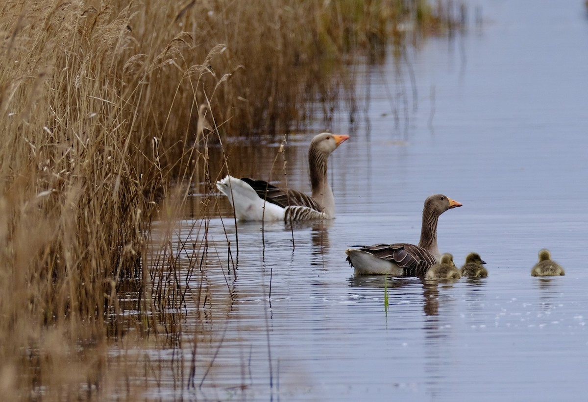 Graylag Goose - ML618021192