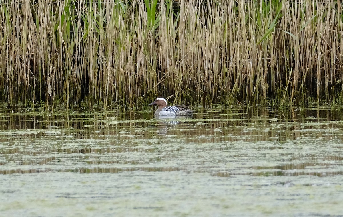 Garganey - ML618021196