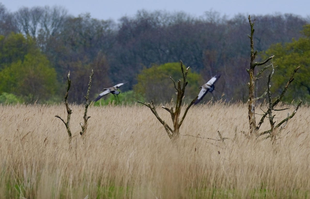 Common Crane - Mike Martin