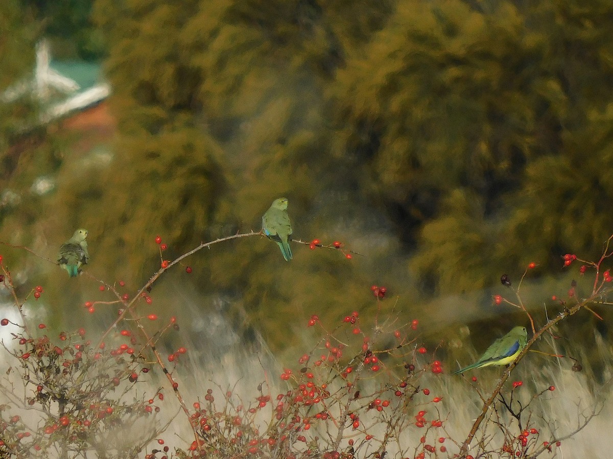 Синекрылый травяной попугайчик - ML618021223