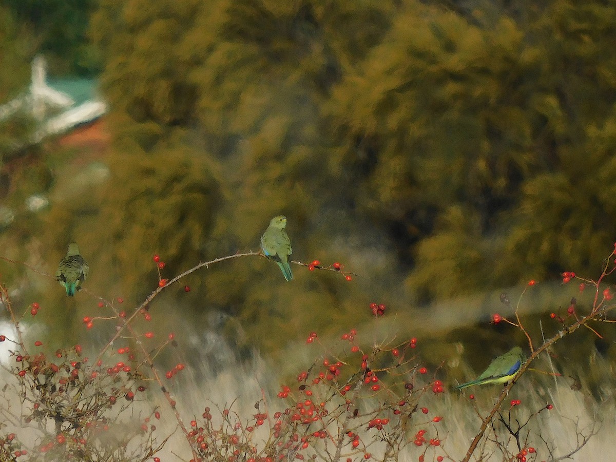 Синекрылый травяной попугайчик - ML618021224