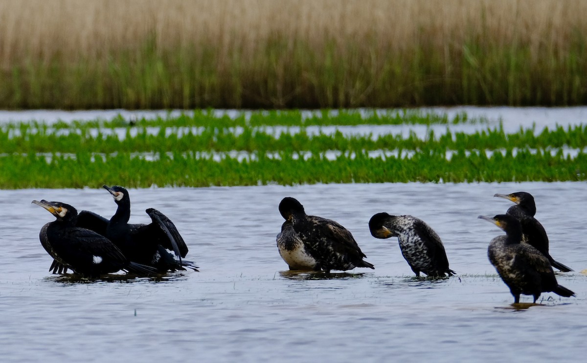 Great Cormorant - ML618021243