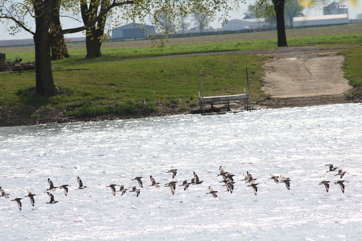 eBird Checklist - 27 Apr 2024 - fuddle and borrow pit - 21 species