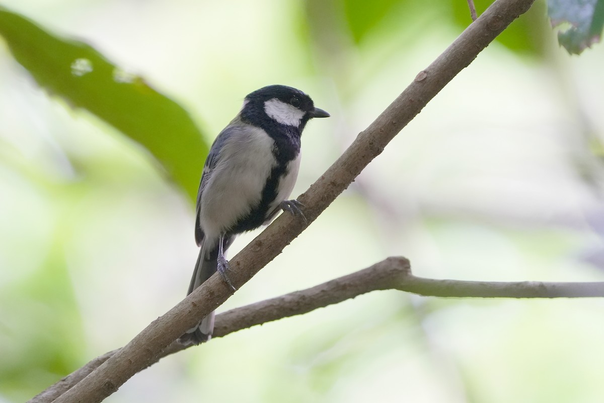 Japanese Tit (Amami) - ML618021338