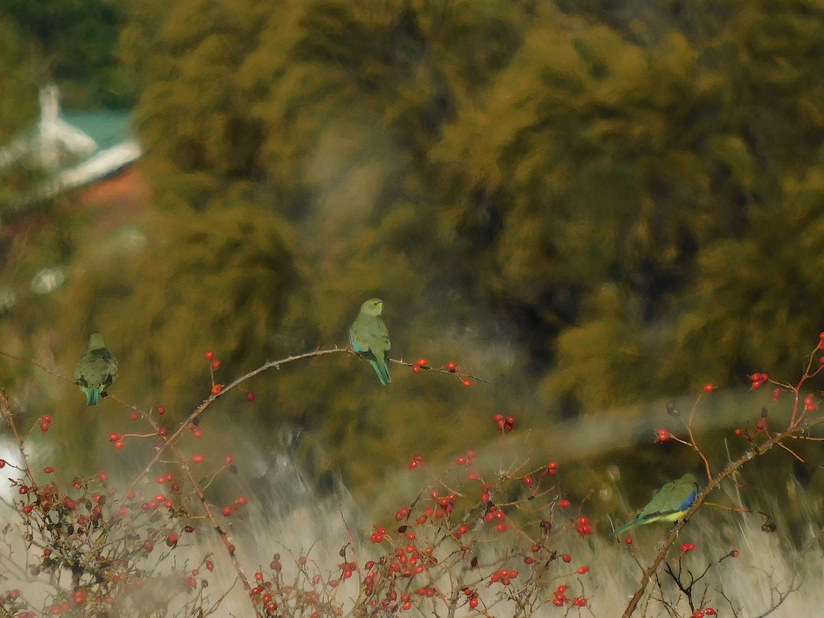 Синекрылый травяной попугайчик - ML618021347