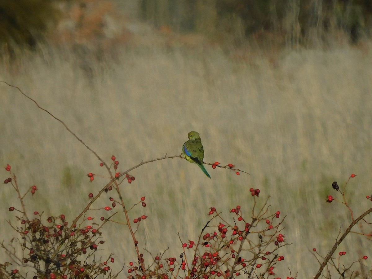 Синекрылый травяной попугайчик - ML618021351