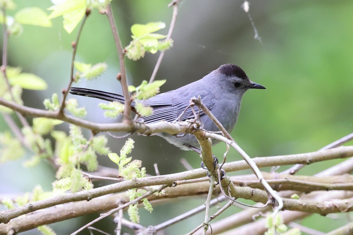 Gray Catbird - Yiming Qiu