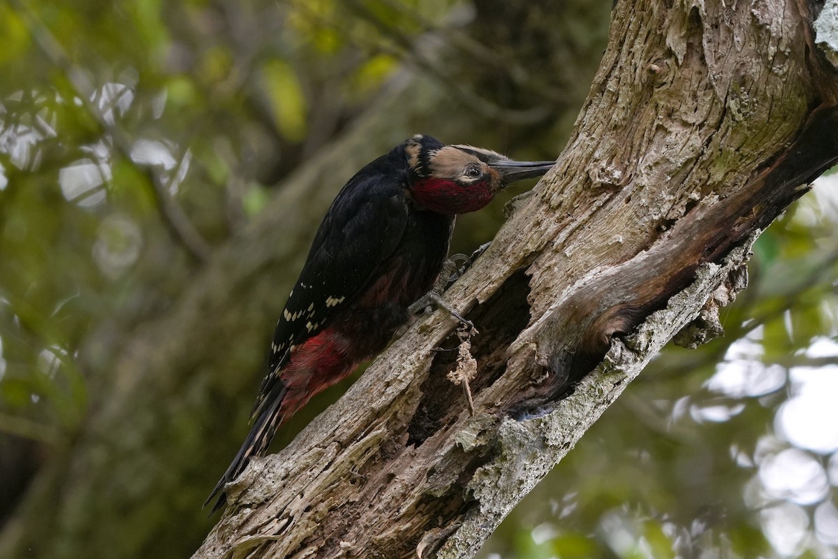 White-backed Woodpecker (Amami) - ML618021384