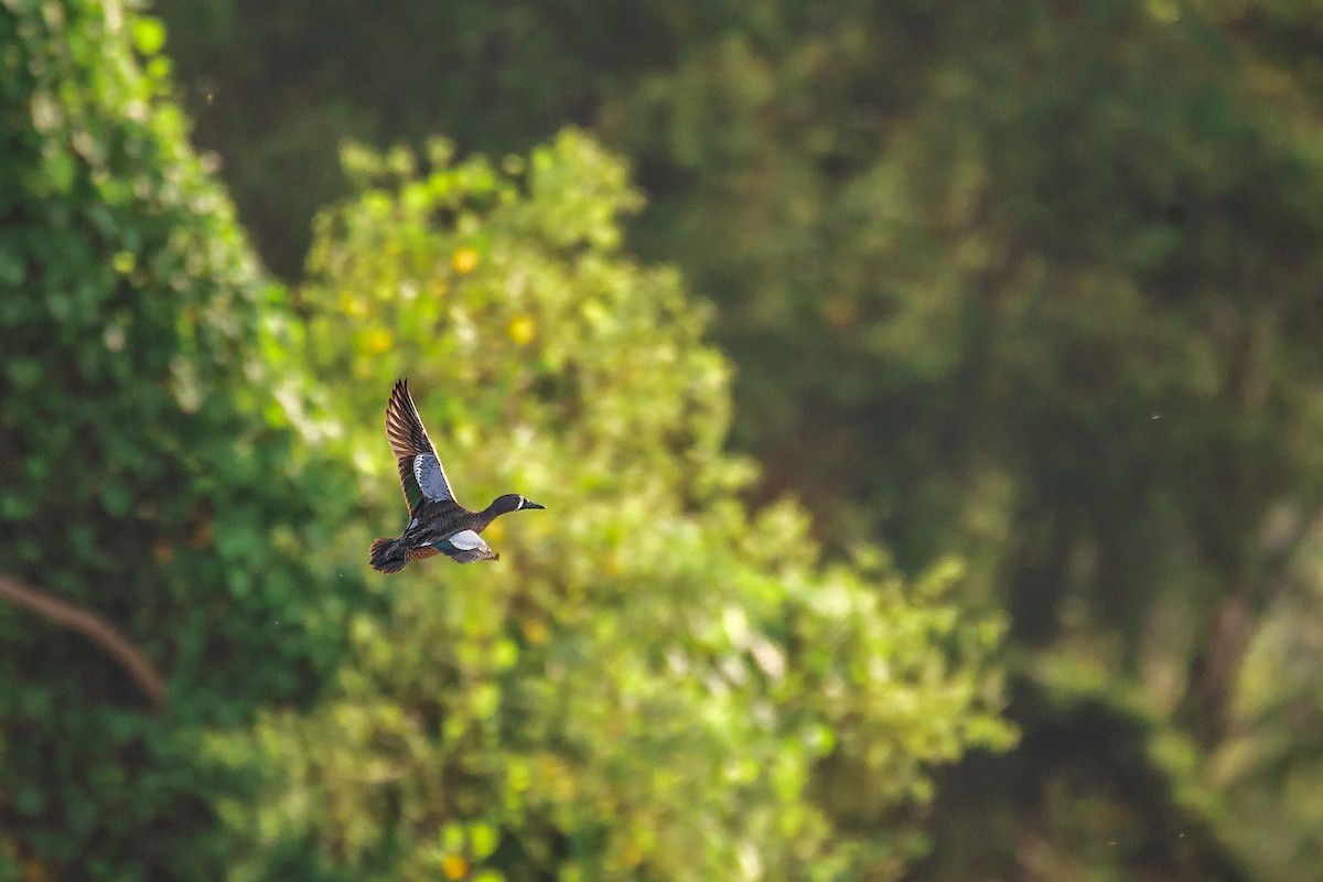 Blue-winged Teal - ML618021405