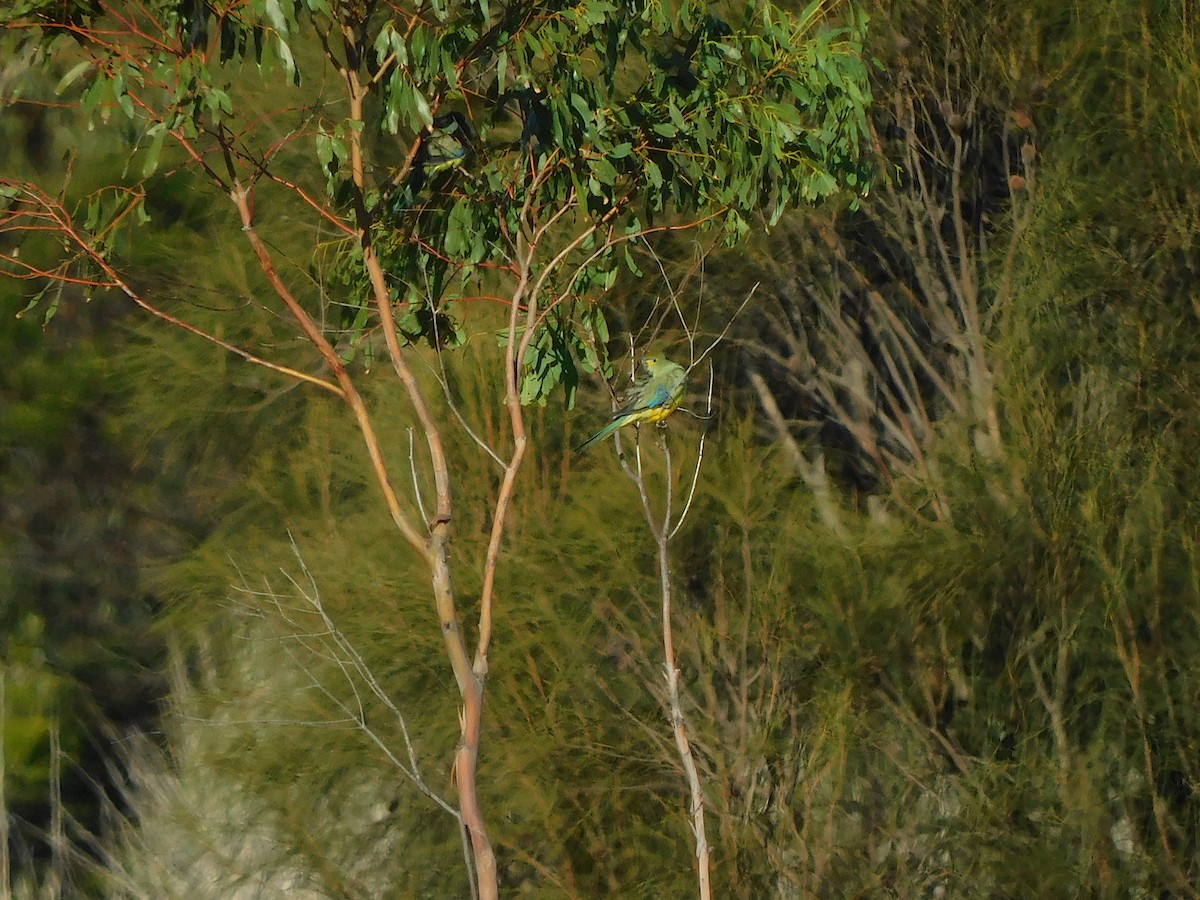 Синекрылый травяной попугайчик - ML618021413