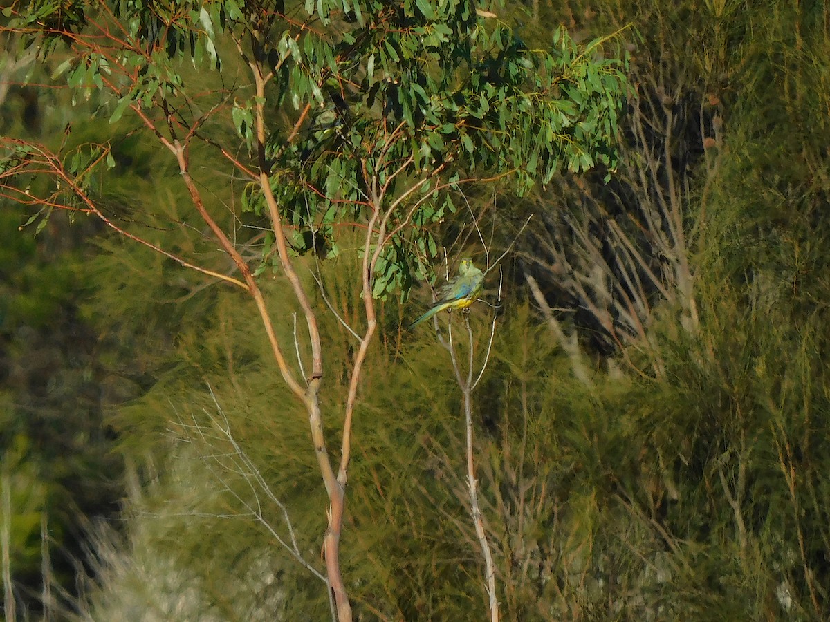 Синекрылый травяной попугайчик - ML618021414
