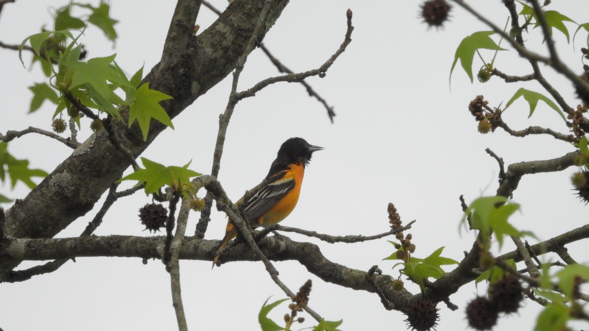 Baltimore Oriole - ML618021442