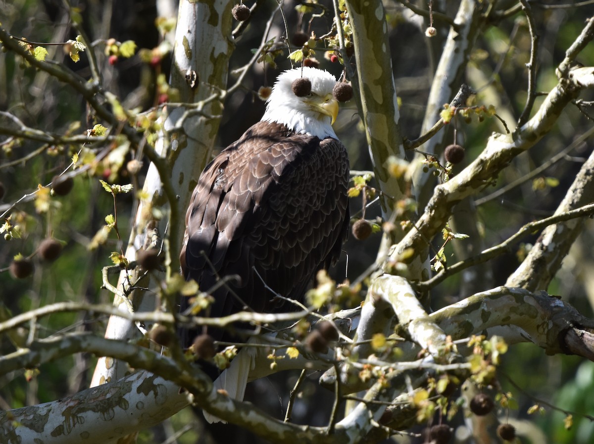 Weißkopf-Seeadler - ML618021448