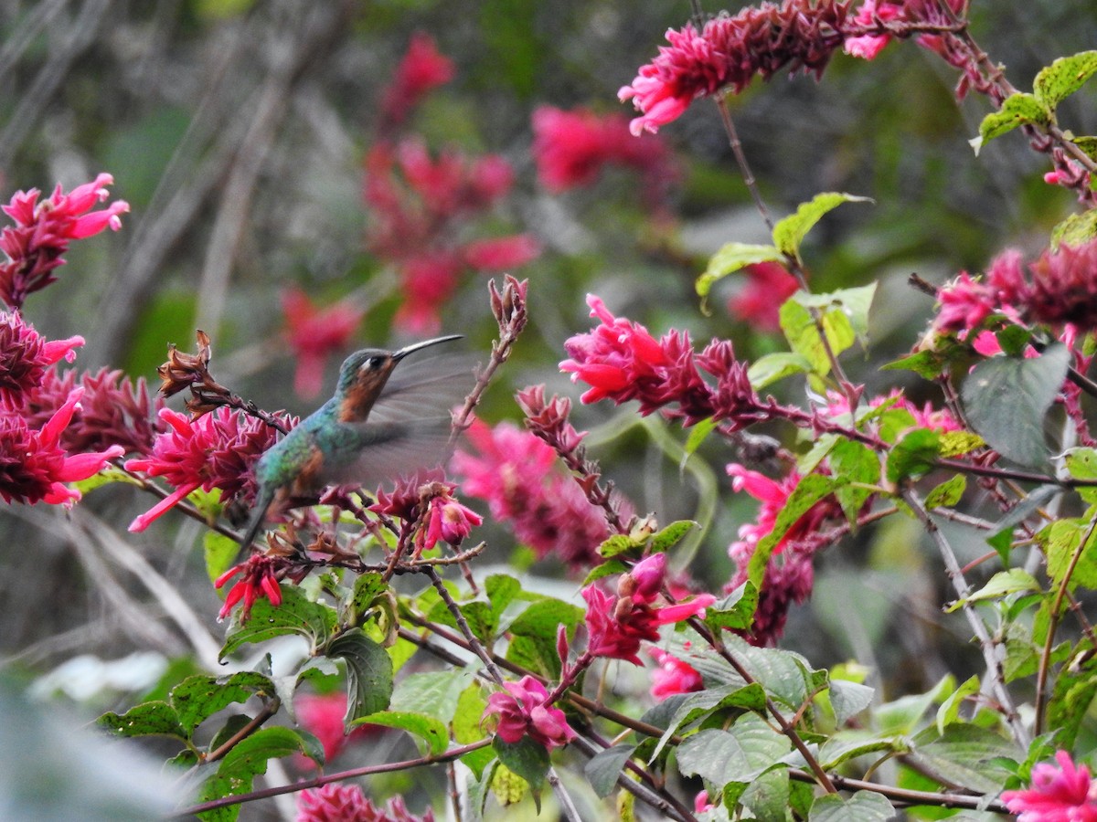kolibřík pestroocasý - ML618021453