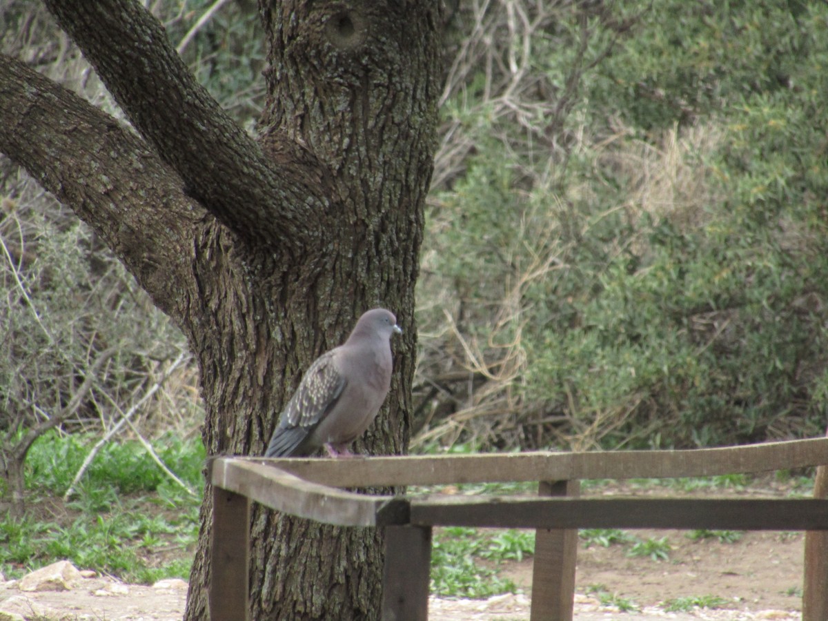 Spot-winged Pigeon - ML618021477