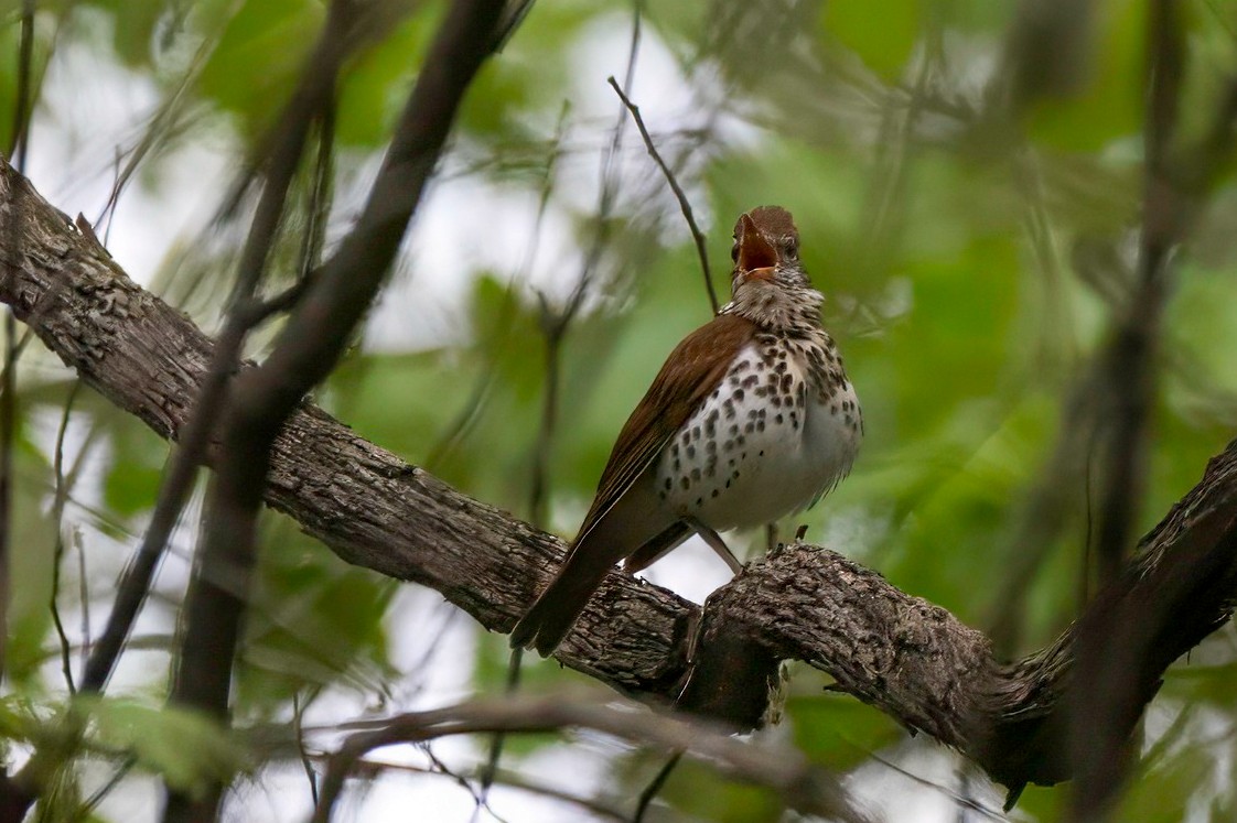 Wood Thrush - LAURA FRAZIER