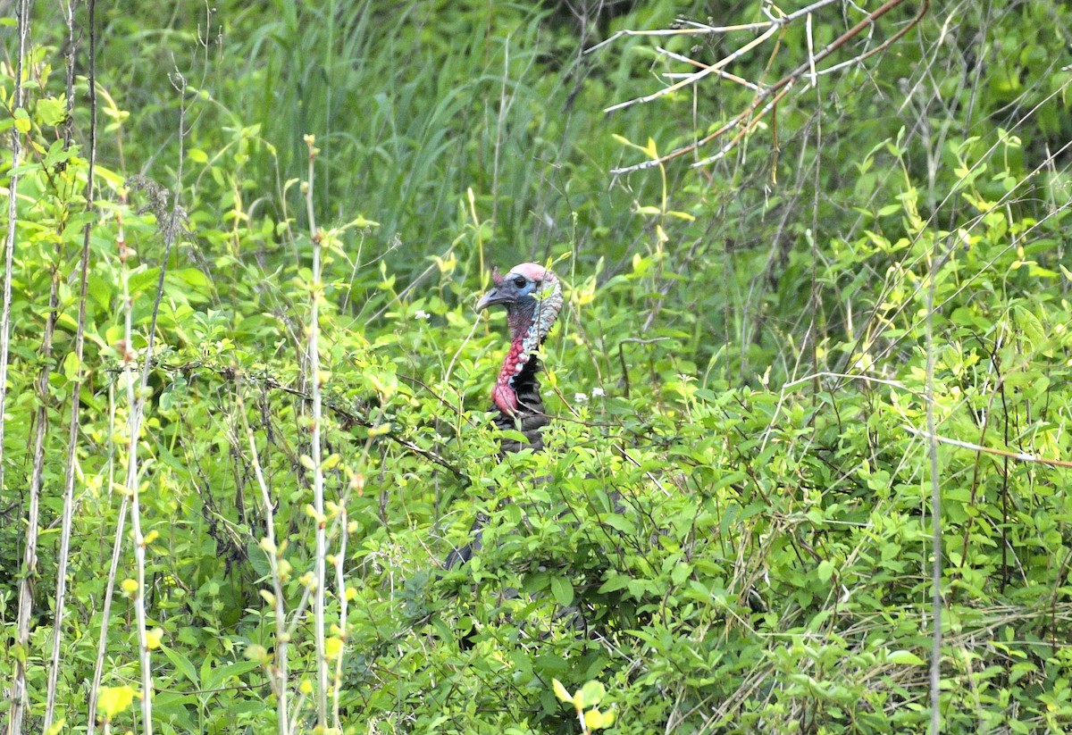 Wild Turkey - ML618021548