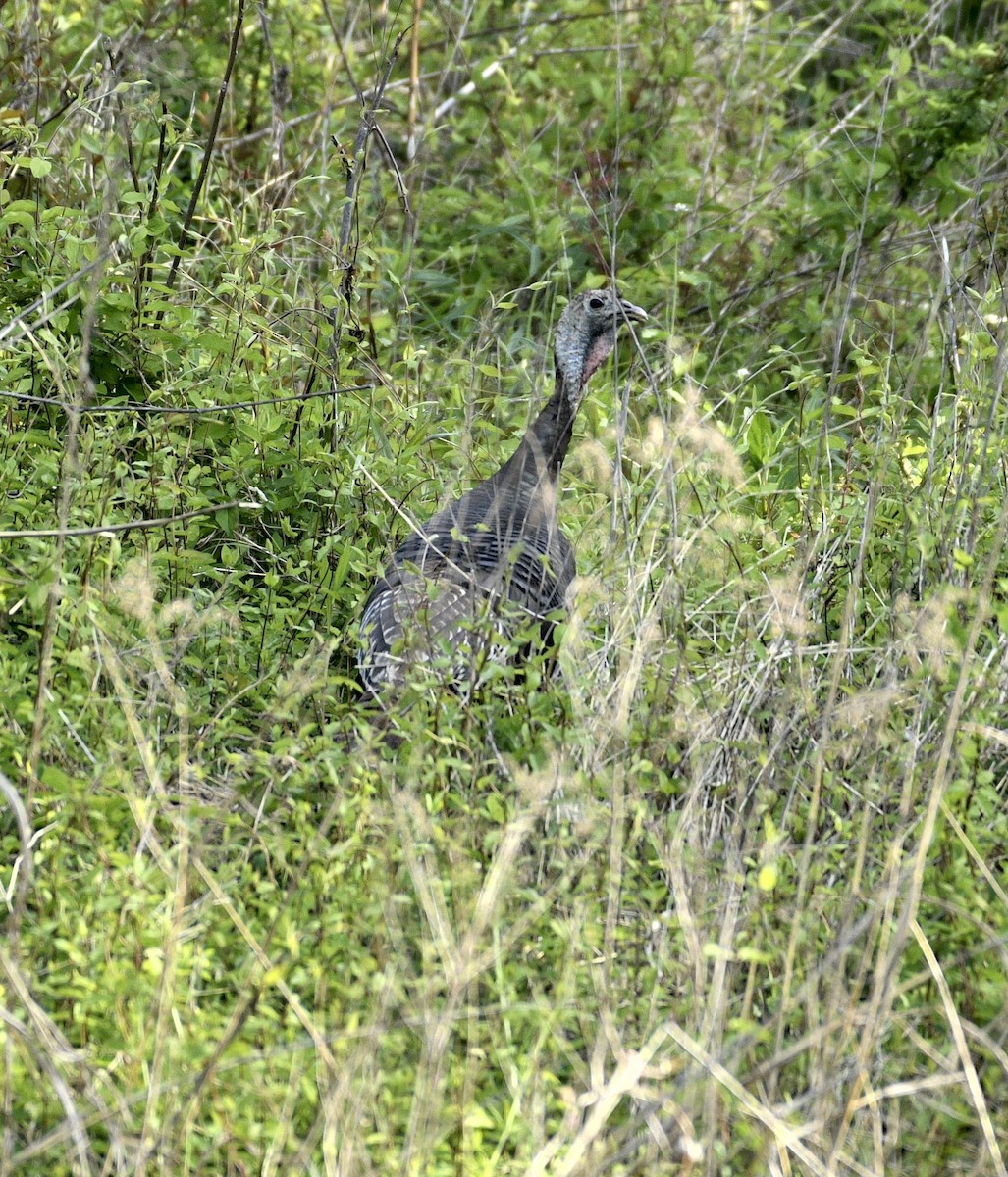 Wild Turkey - ML618021562