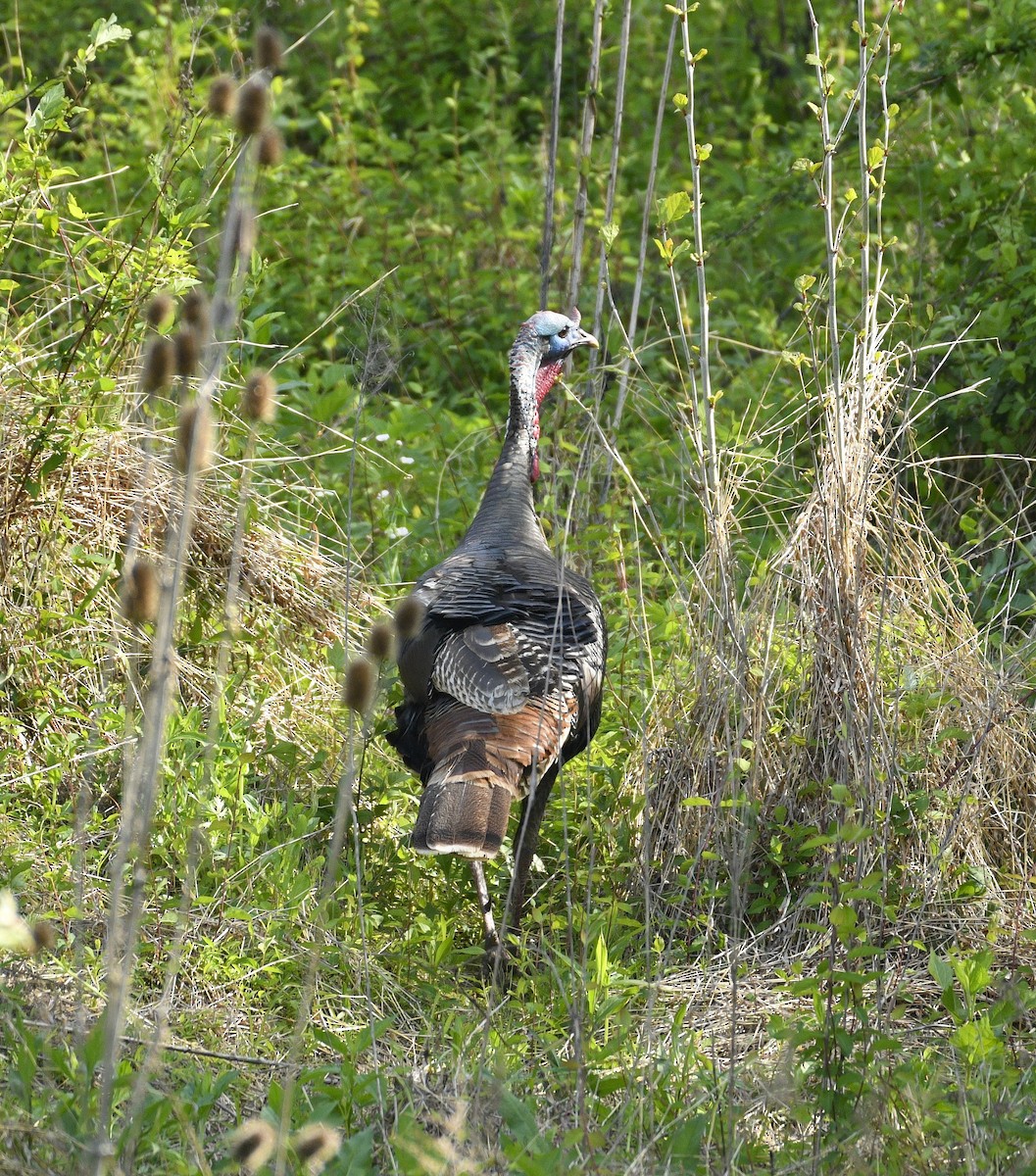 Wild Turkey - ML618021565
