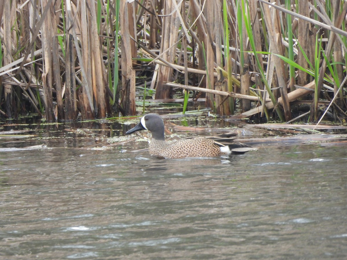 Blue-winged Teal - ML618021626