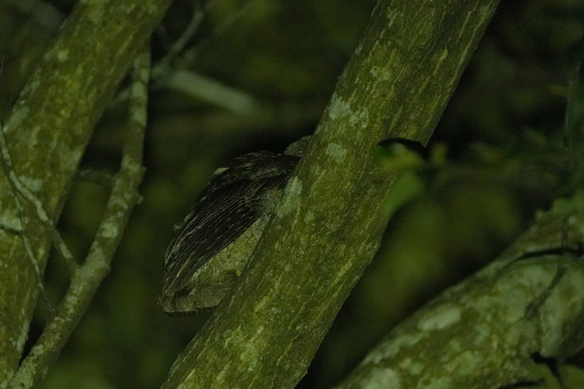 Ryukyu Scops-Owl - Roman Lo