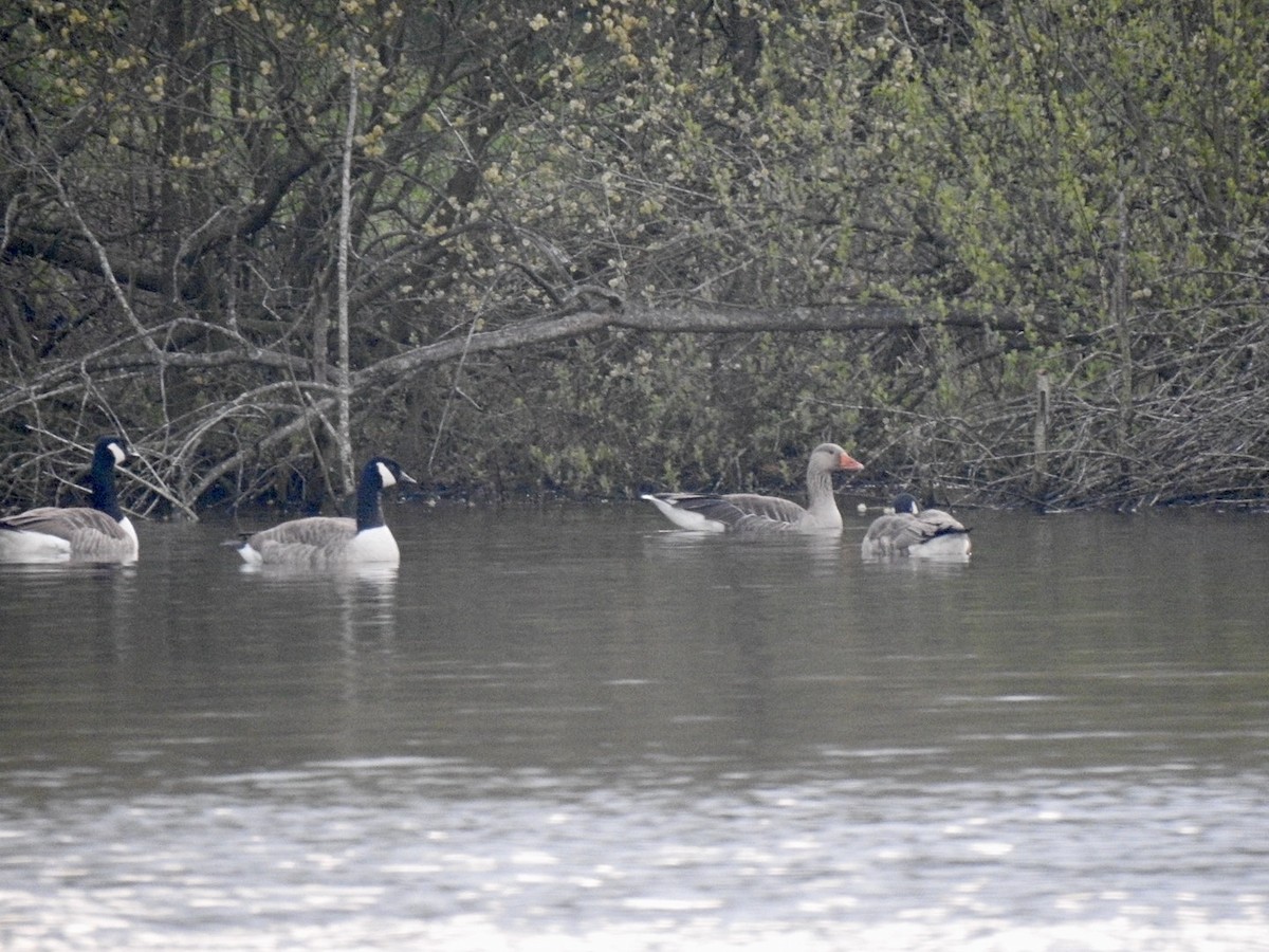 Graylag Goose (European) - Stephen Bailey